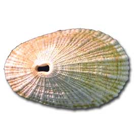 Limpet Shells
